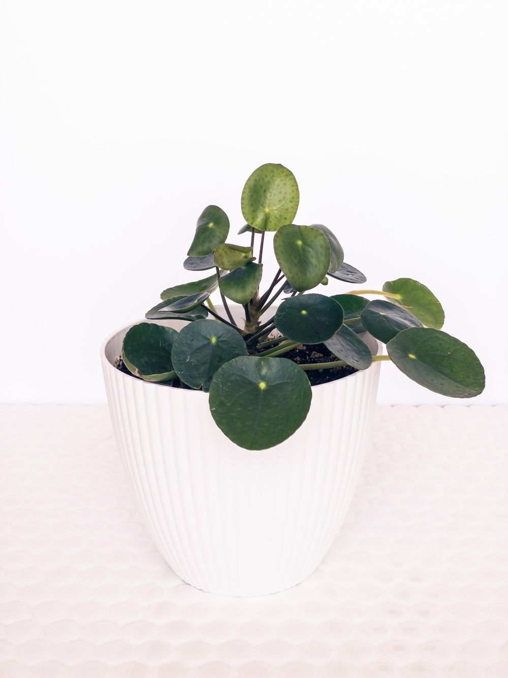 House Plant Photoshoot - image 3 - student project