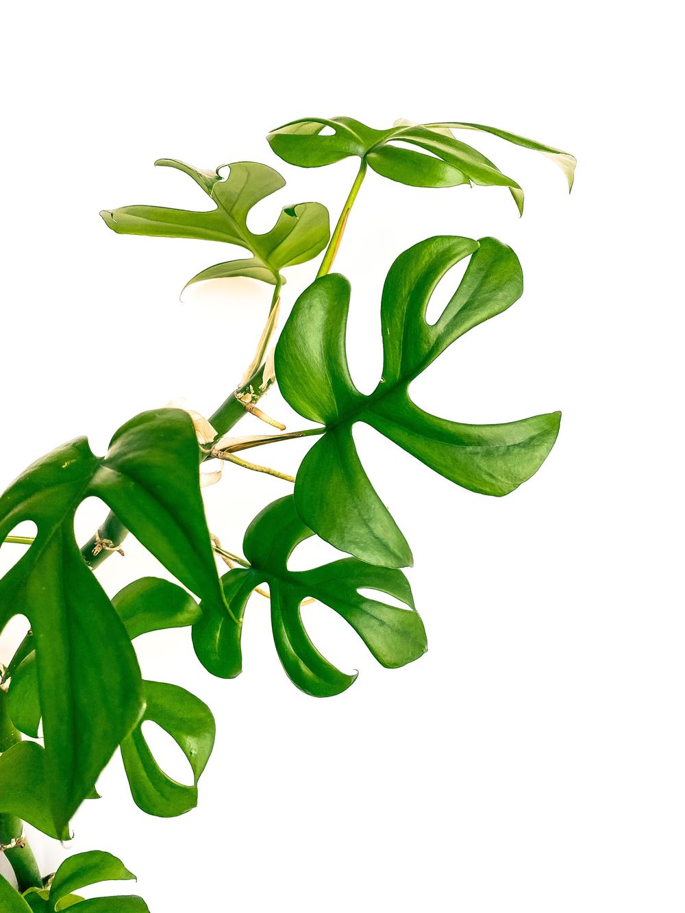 House Plant Photoshoot - image 1 - student project