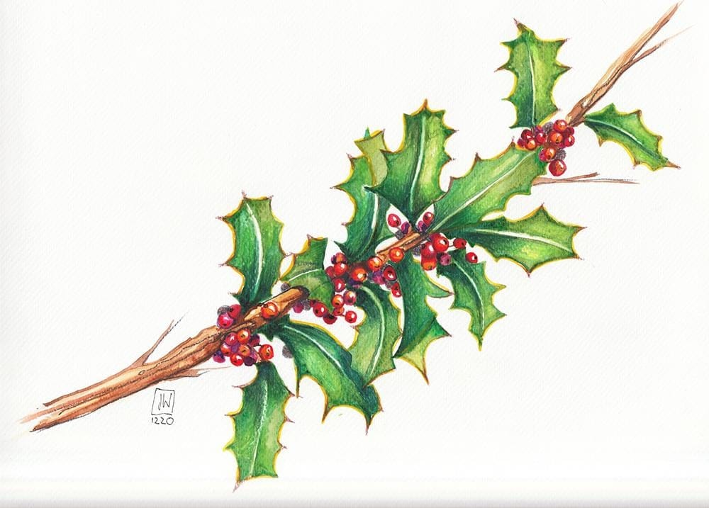Stechpalme - Holly & Berries - image 6 - student project
