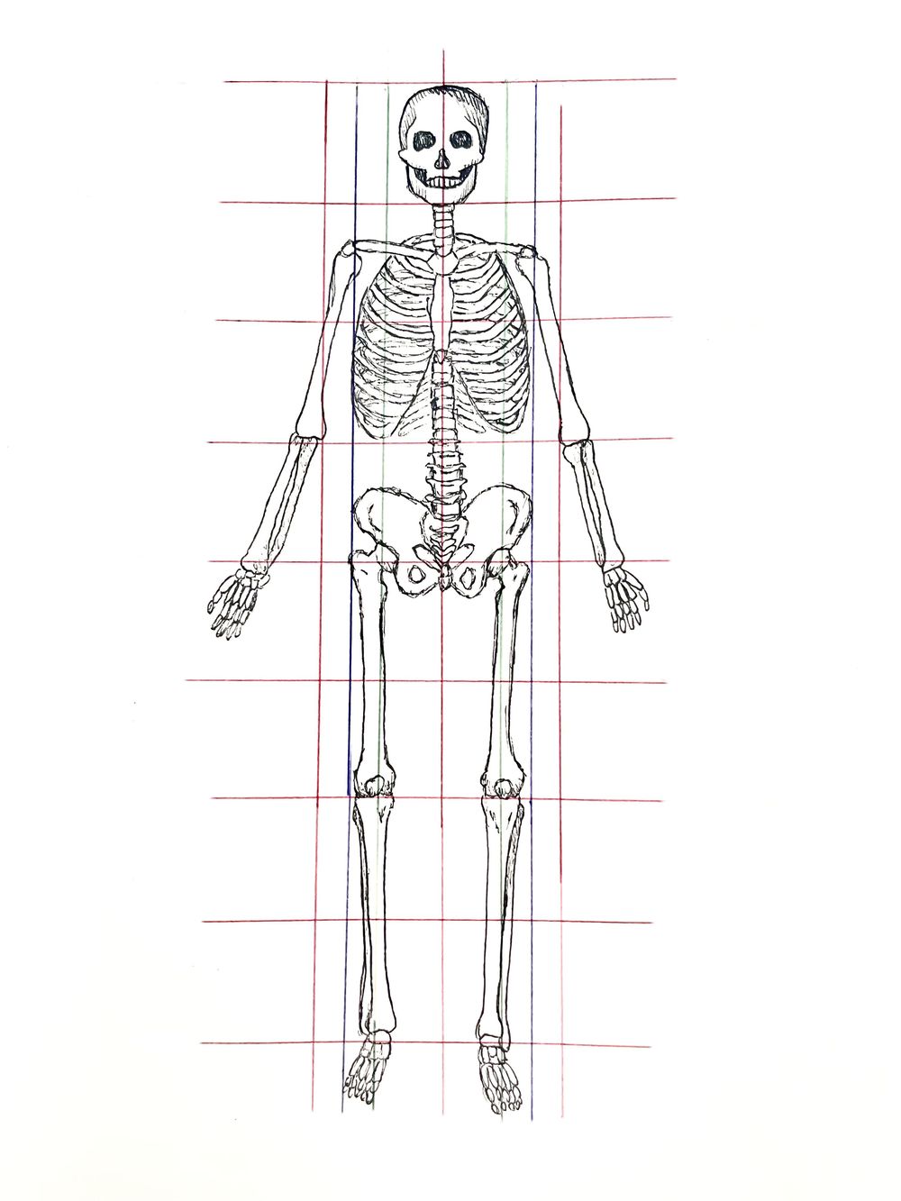 Anatomie_Skelett - image 1 - student project