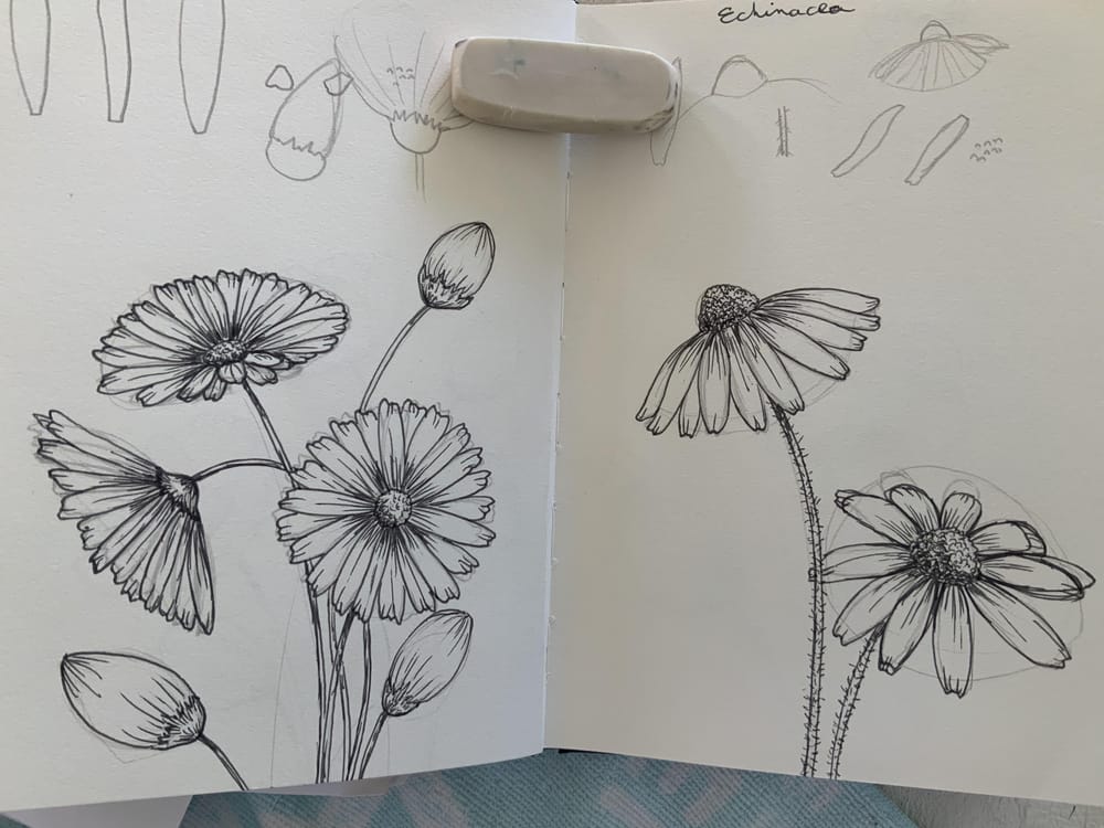 Daisies and echinacea - image 1 - student project