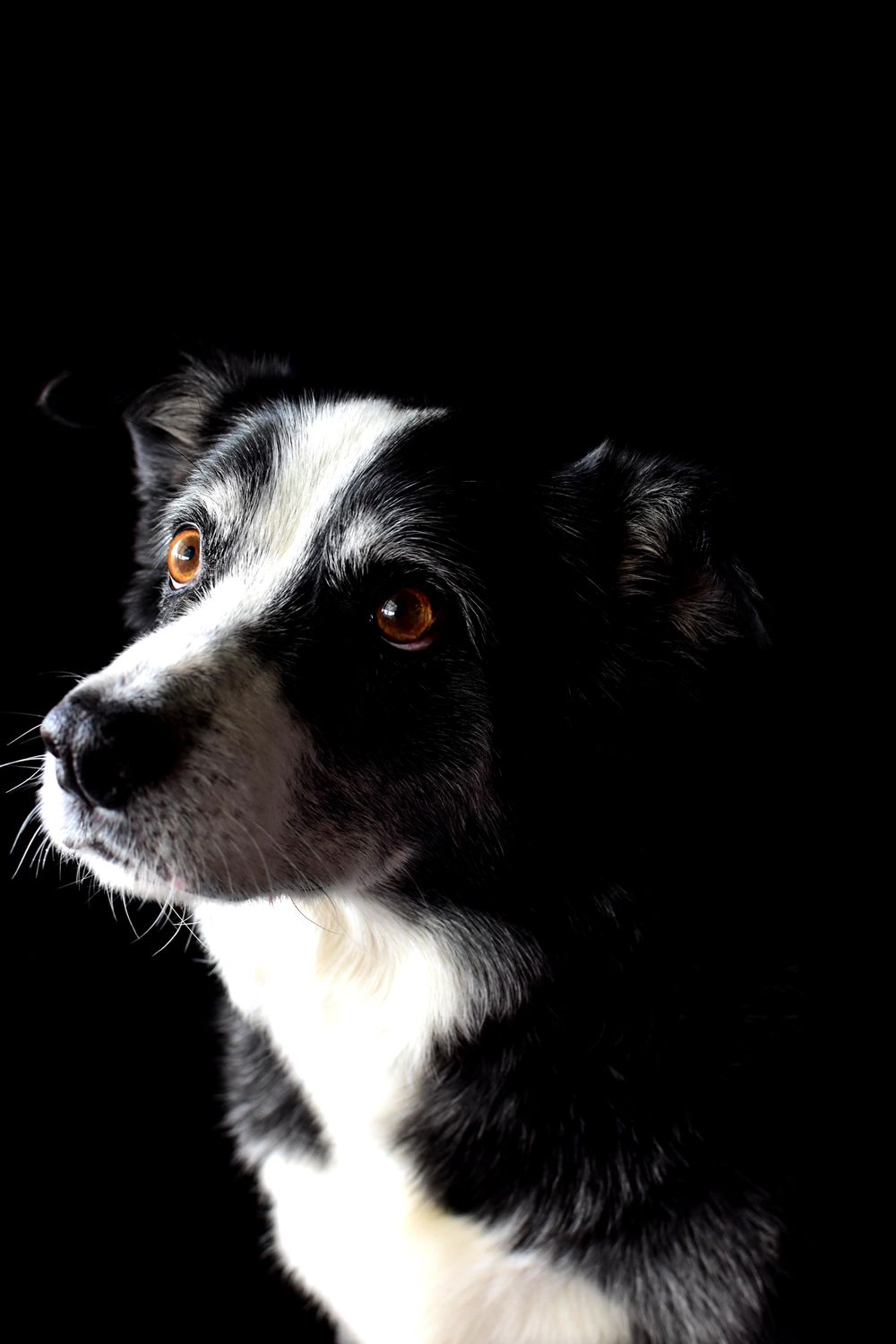 Buddy and Max - image 1 - student project