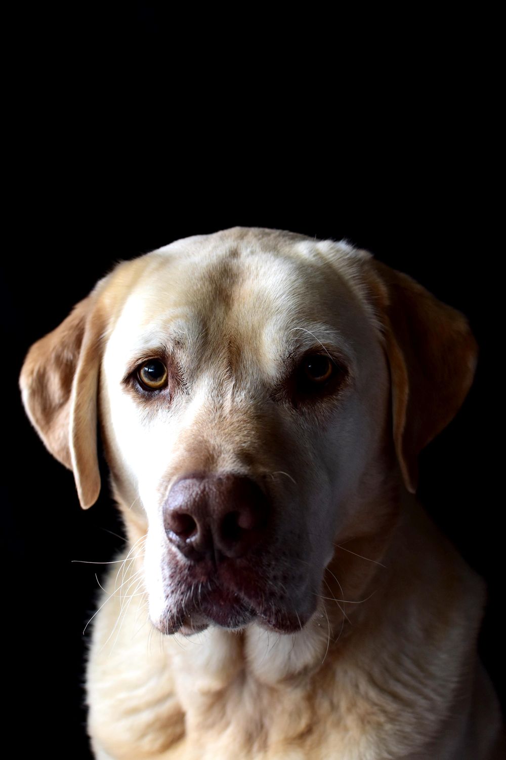 Buddy and Max - image 2 - student project