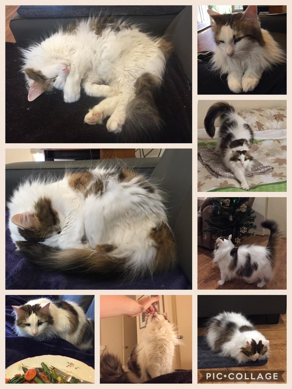 The cat - image 1 - student project