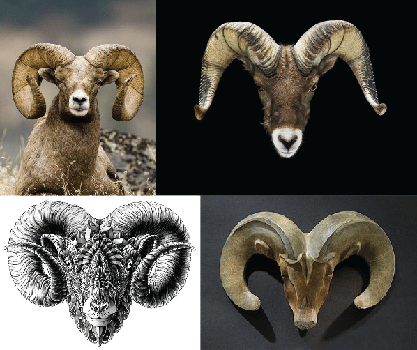 Bighorn Sheep - image 1 - student project