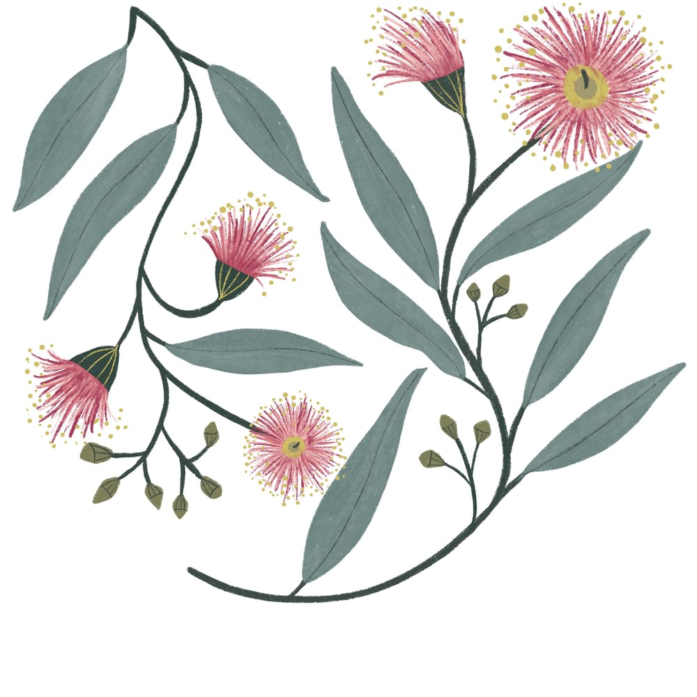 Flowering Gum - image 1 - student project
