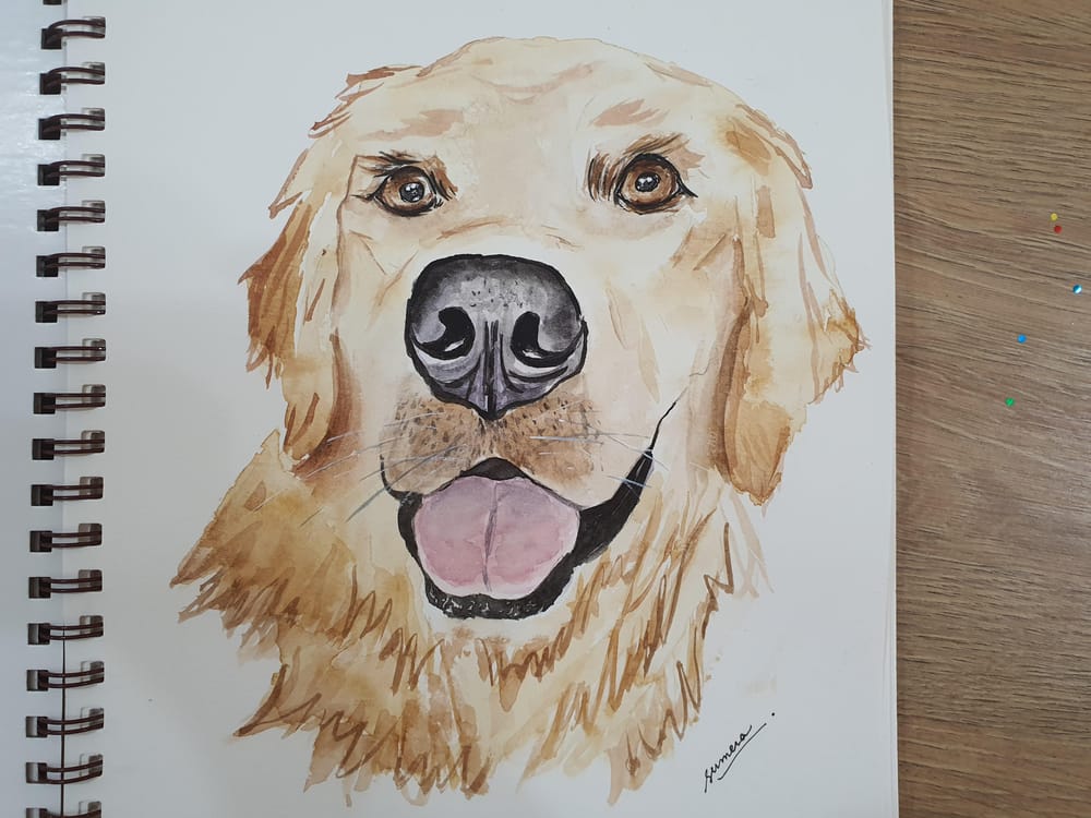 Golden Retriever - image 2 - student project