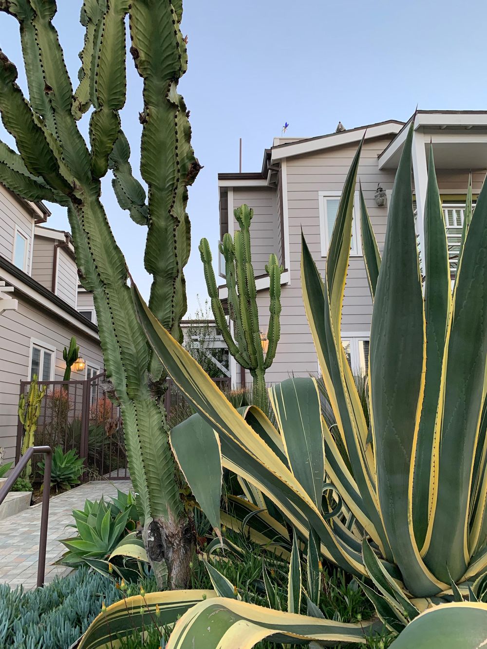 Cacti Dream Garden - image 2 - student project