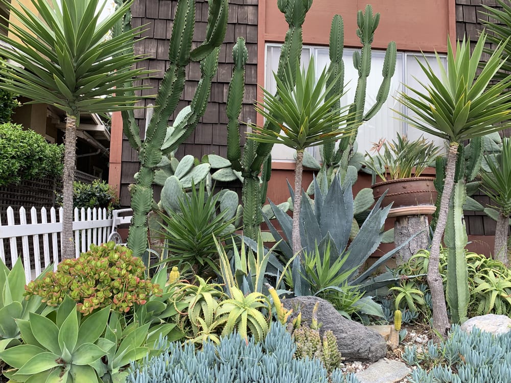 Cacti Dream Garden - image 1 - student project