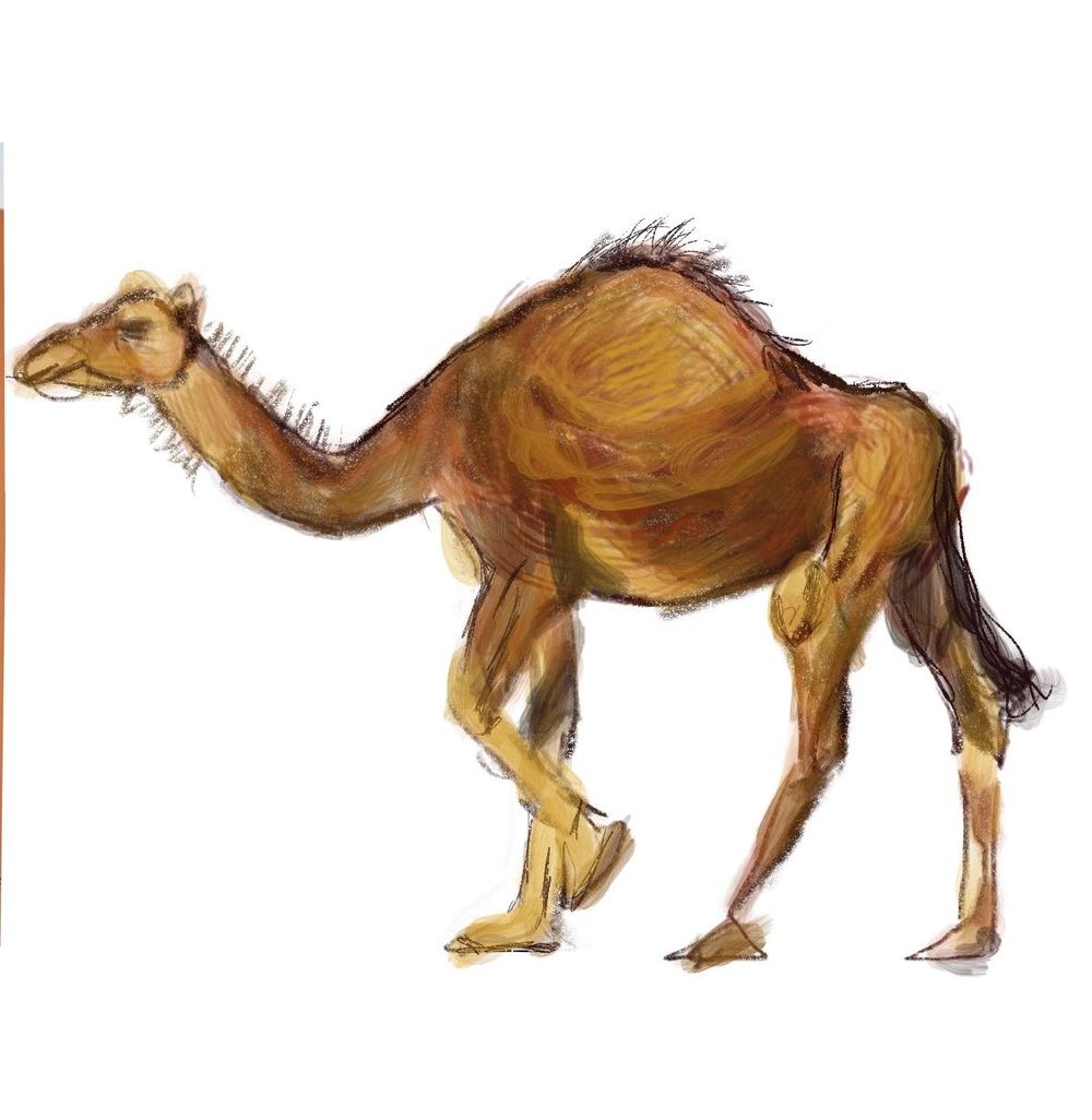 Drawing Practice - image 3 - student project