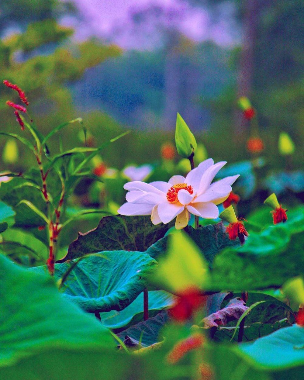 Lotus - image 1 - student project