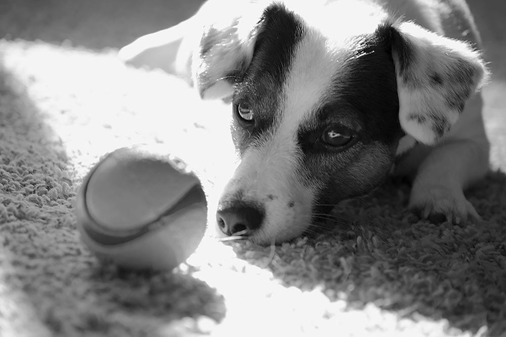 Hunter Time... The Ball - image 1 - student project