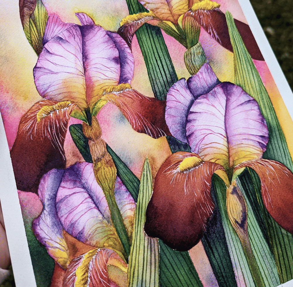 Bearded Irises - image 1 - student project