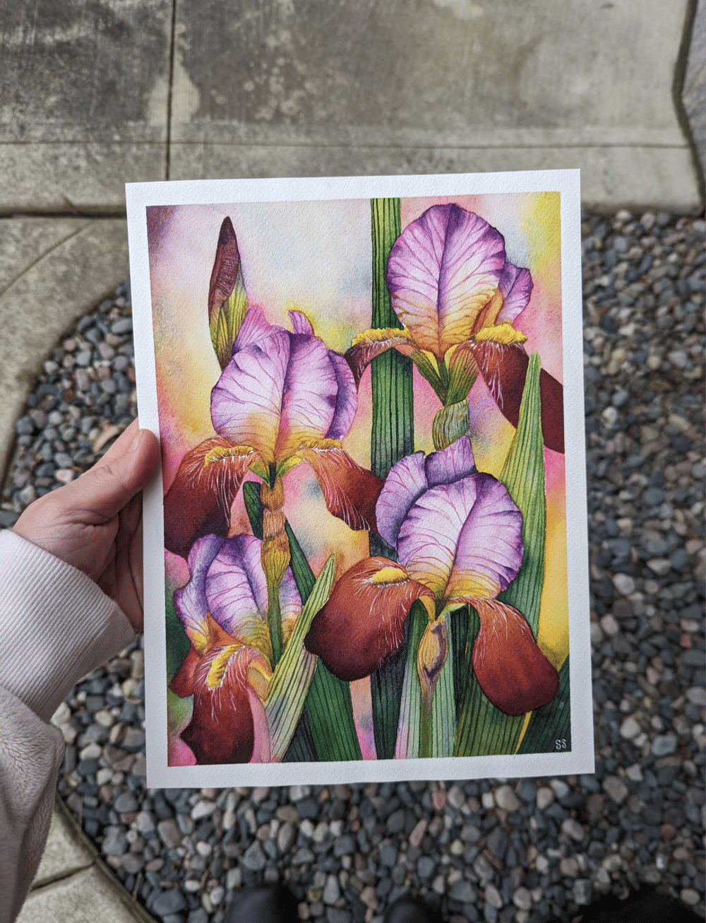 Bearded Irises - image 2 - student project