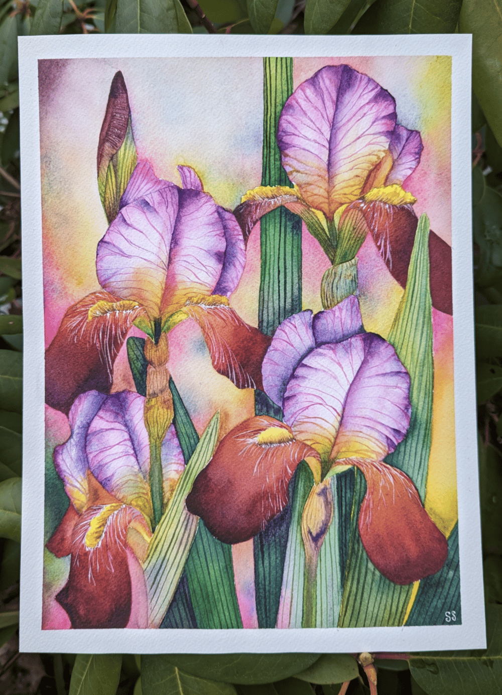 Bearded Irises - image 3 - student project