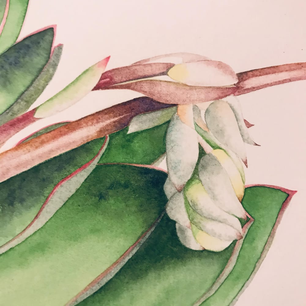 My Succulent - image 2 - student project