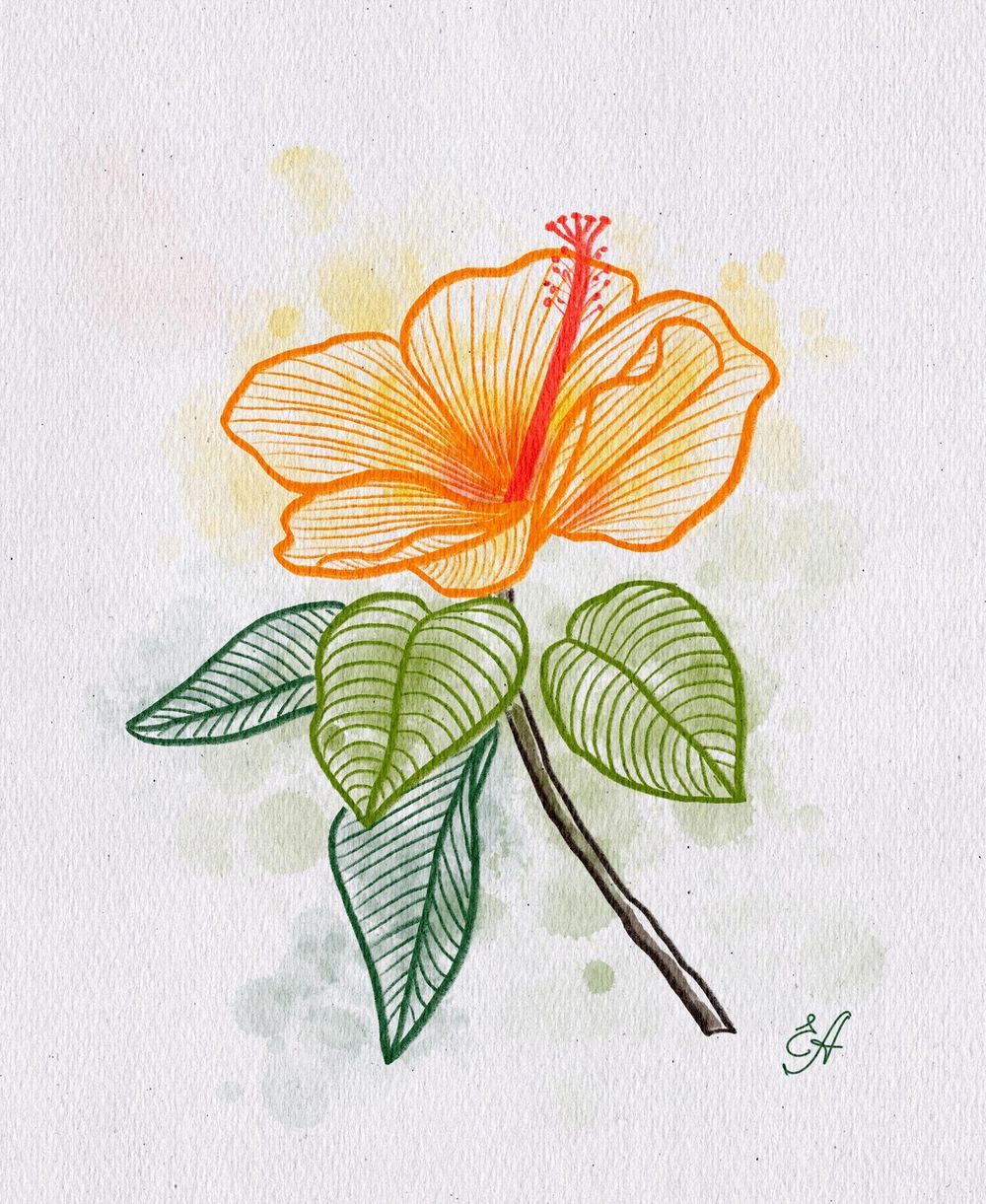 Hibiscus flower - image 1 - student project