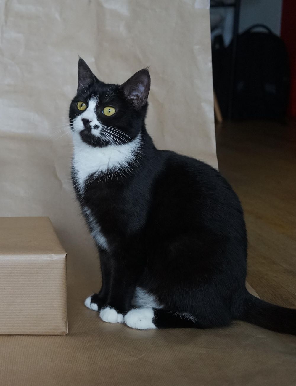 My cat Mime - image 1 - student project