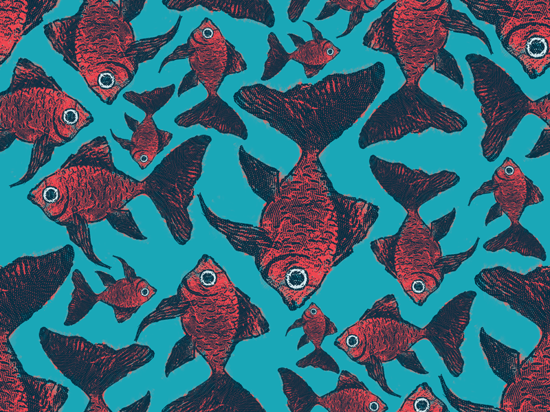 Fish bank experiment - image 2 - student project
