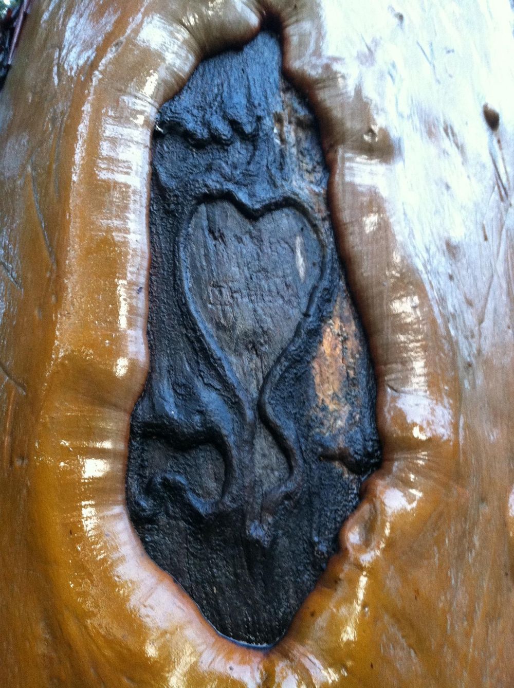 Madrones Glistening in the Rain - image 3 - student project