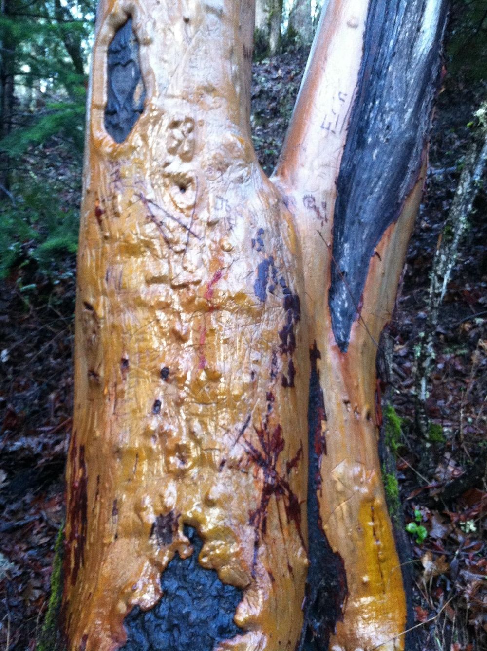 Madrones Glistening in the Rain - image 1 - student project