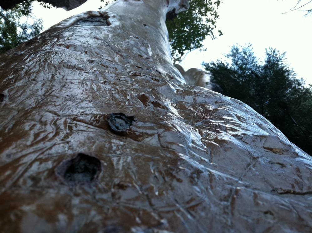 Madrones Glistening in the Rain - image 2 - student project