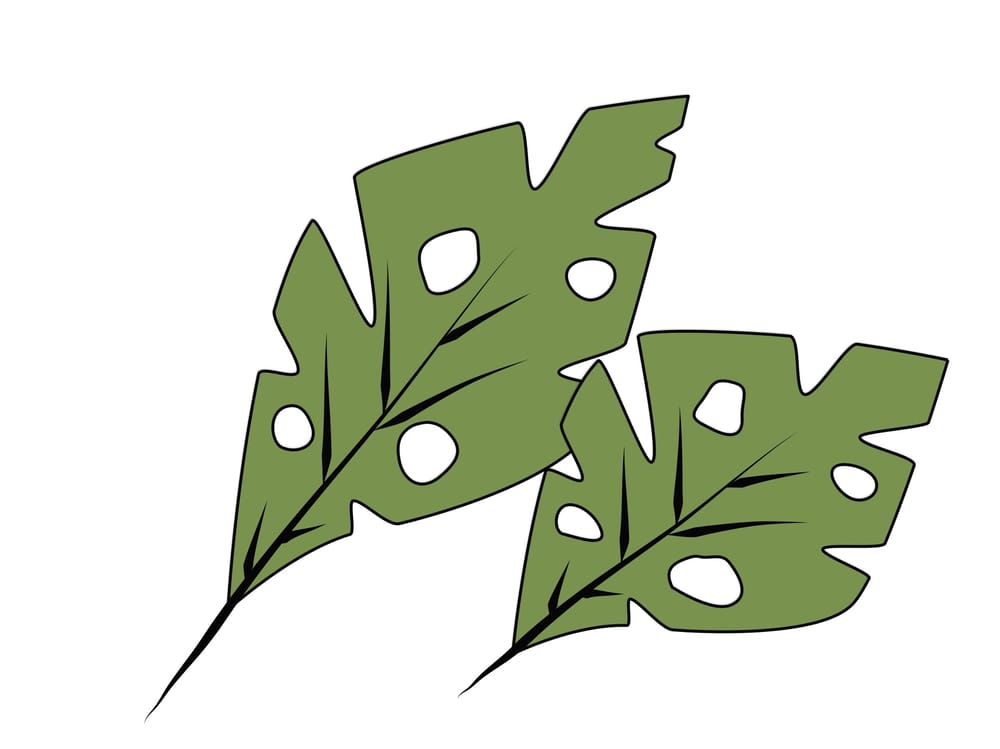 Vector Monstera Illustration - image 1 - student project