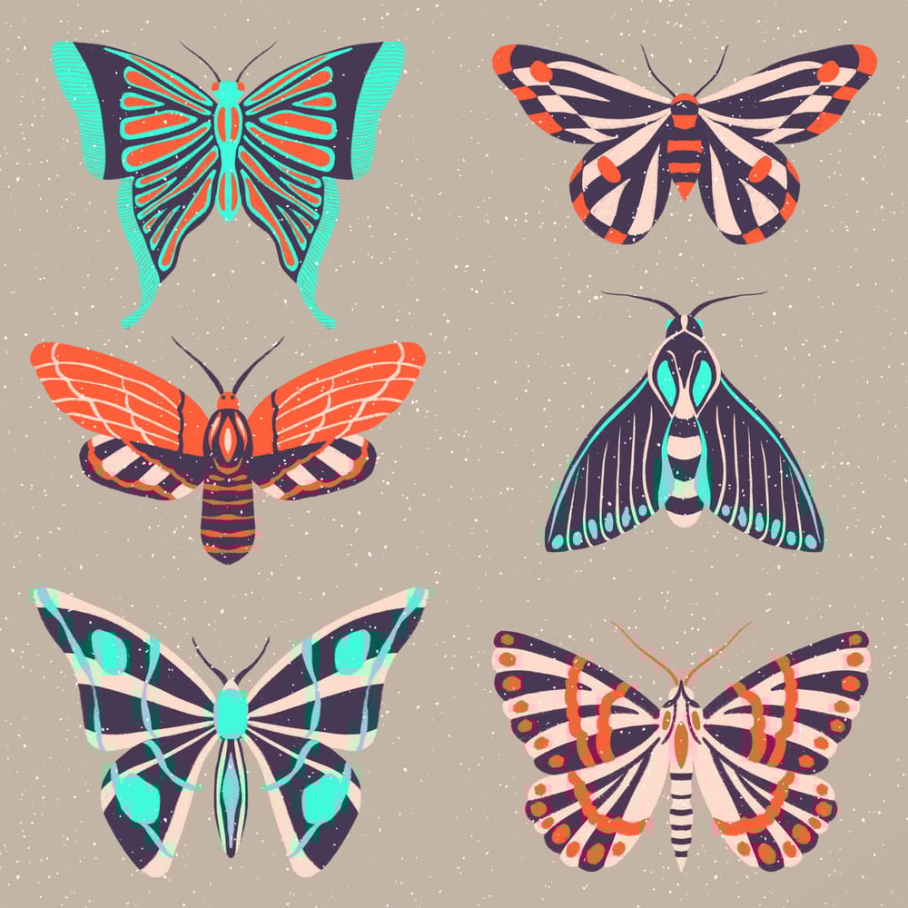 Insect Illustrations and Animations in Procreate - image 7 - student project