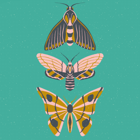 Insect Illustrations and Animations in Procreate - image 6 - student project