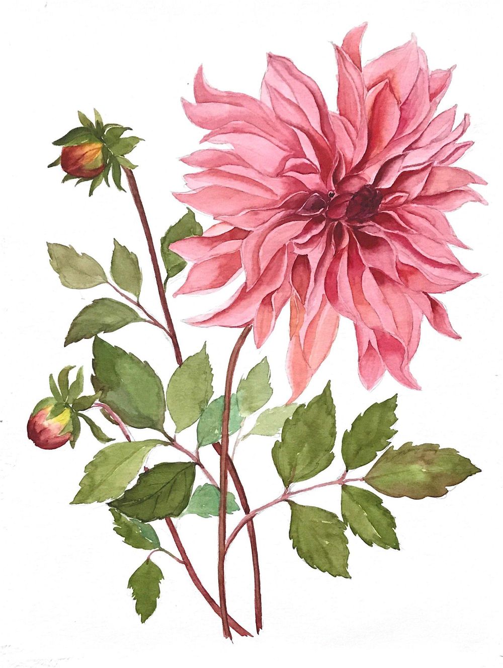 Dahlia - Realistic Style - image 1 - student project