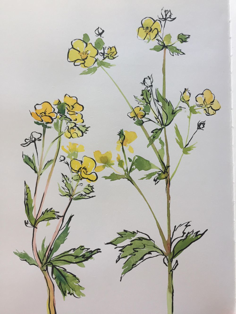 Buttercup - image 1 - student project