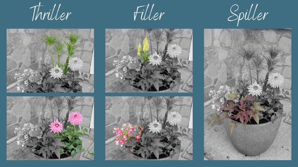 Front Porch Summer Planters - image 3 - student project