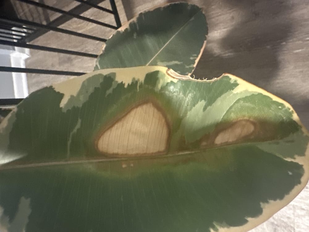 Ficus Ruby - image 1 - student project