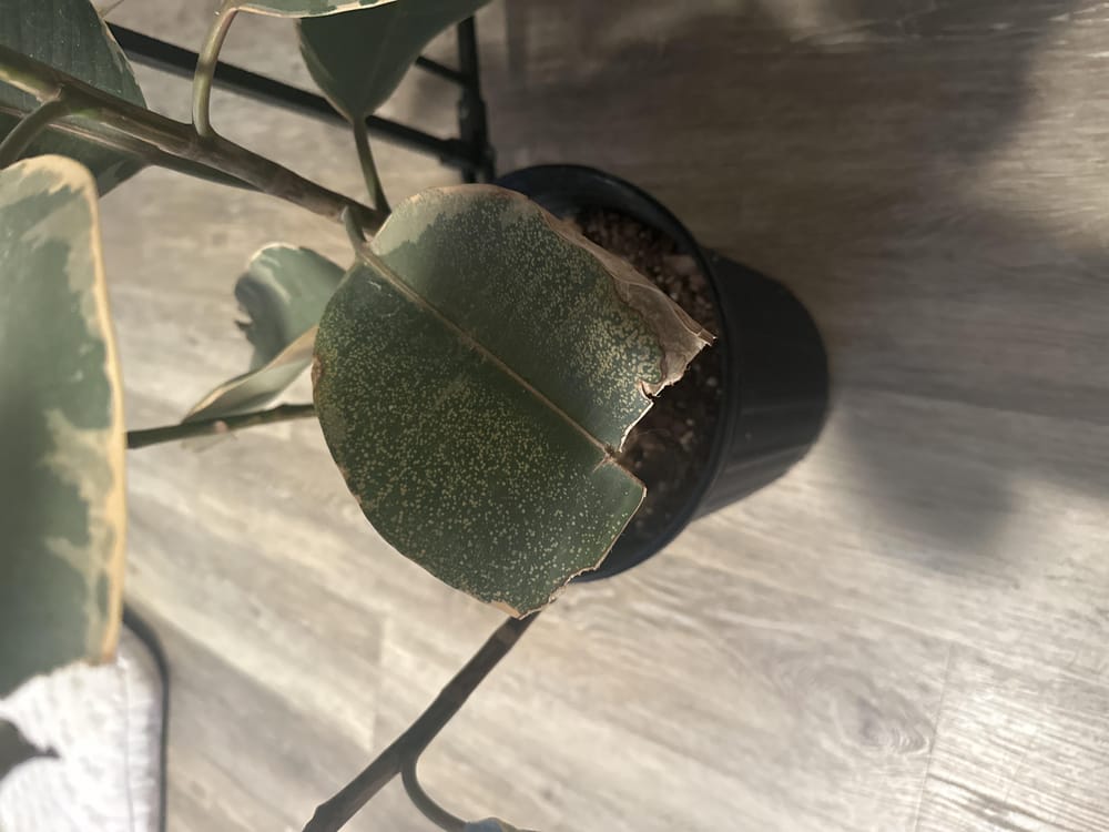 Ficus Ruby - image 2 - student project