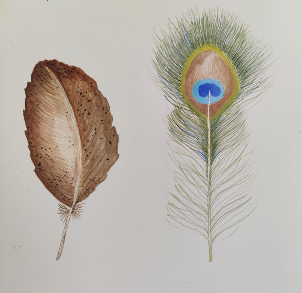 1. Feathers - image 4 - student project