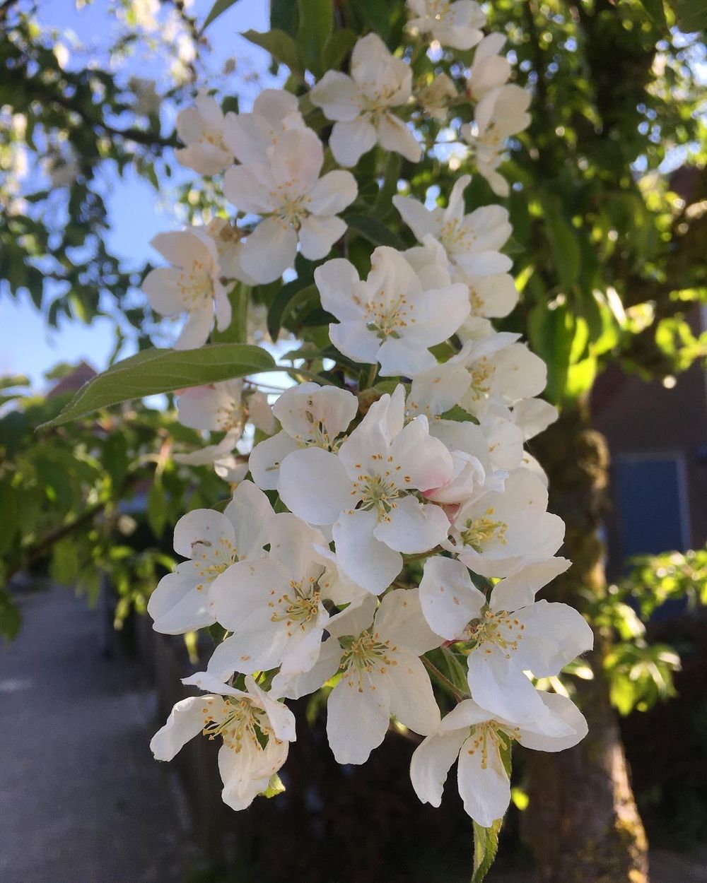 Loose Floral - image 1 - student project