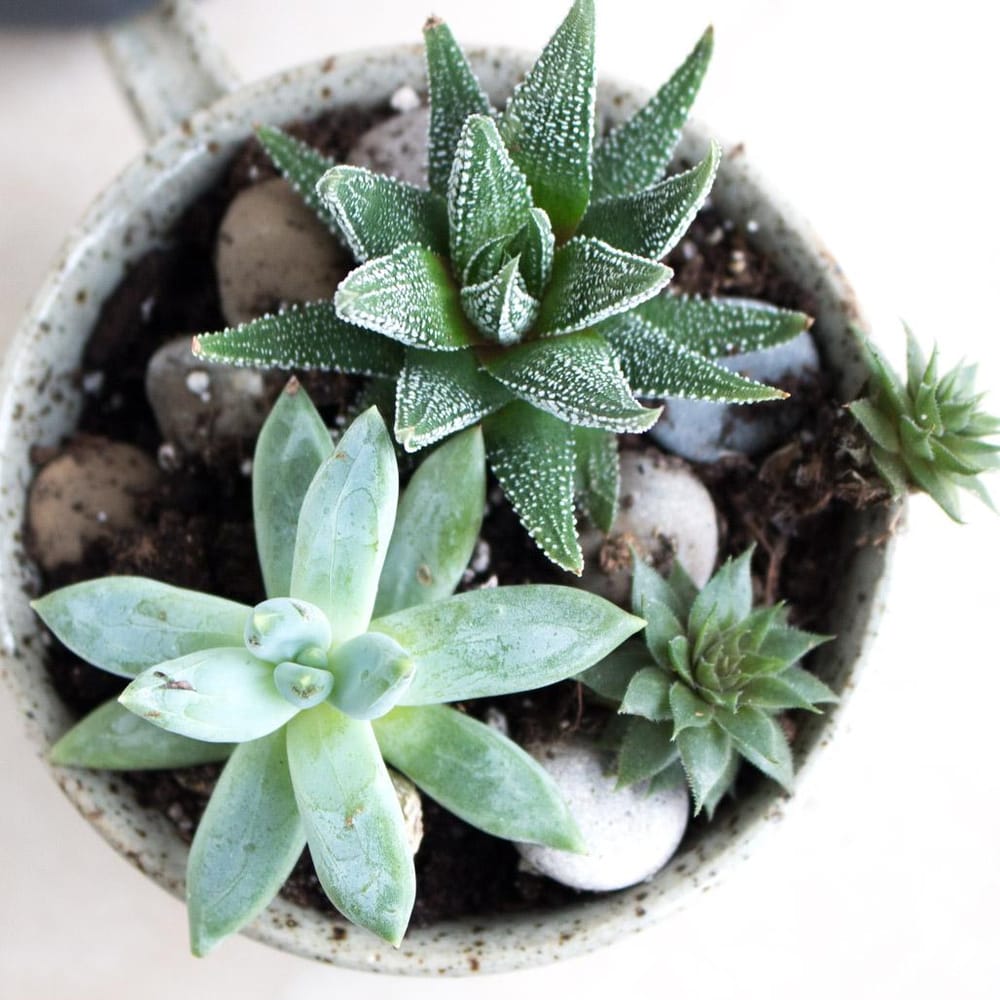 Happy Cup of Succulents 2 Months Later - image 1 - student project