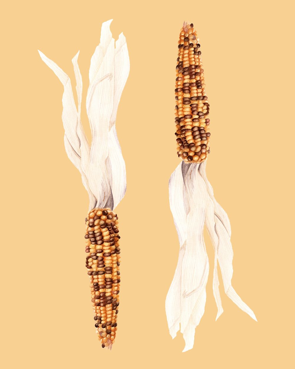 Watercolor Corn - image 2 - student project
