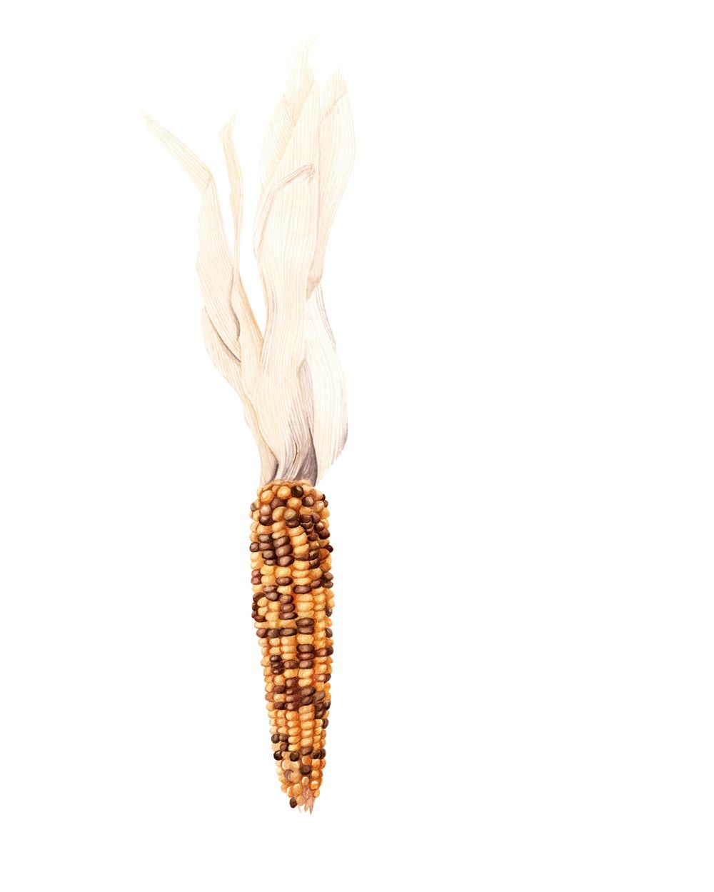 Watercolor Corn - image 1 - student project