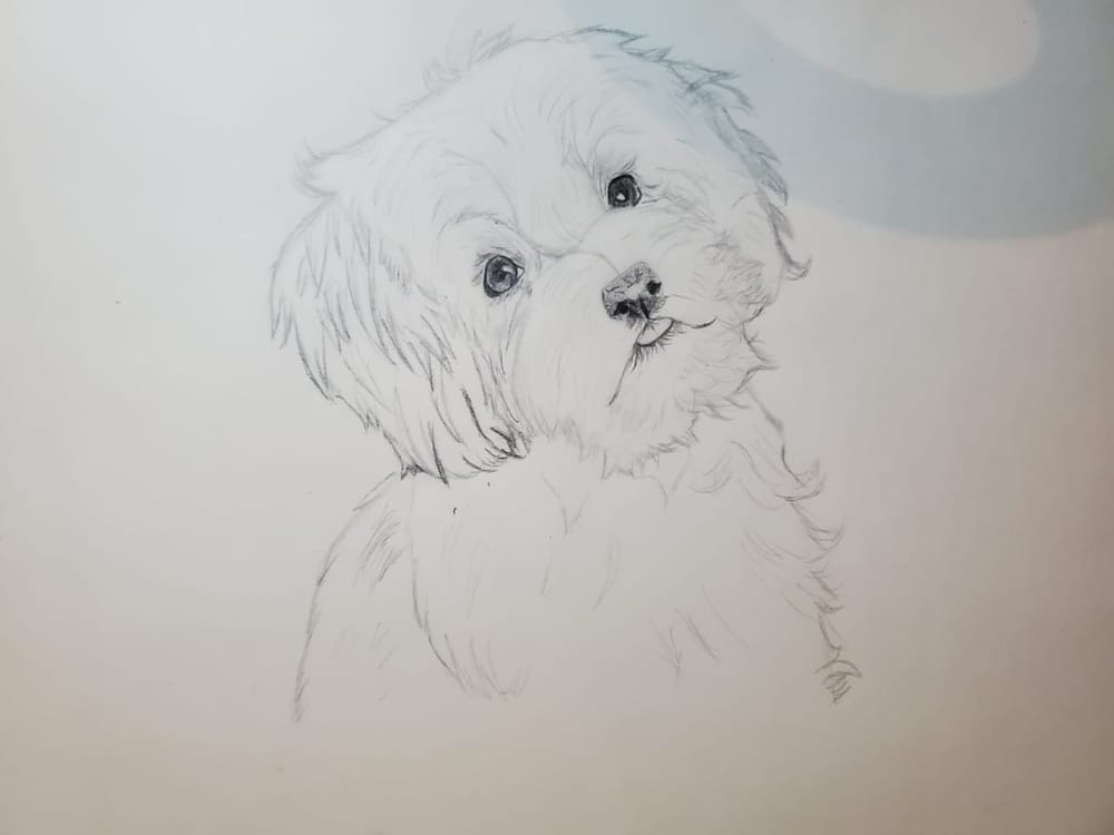 Dogs - image 3 - student project