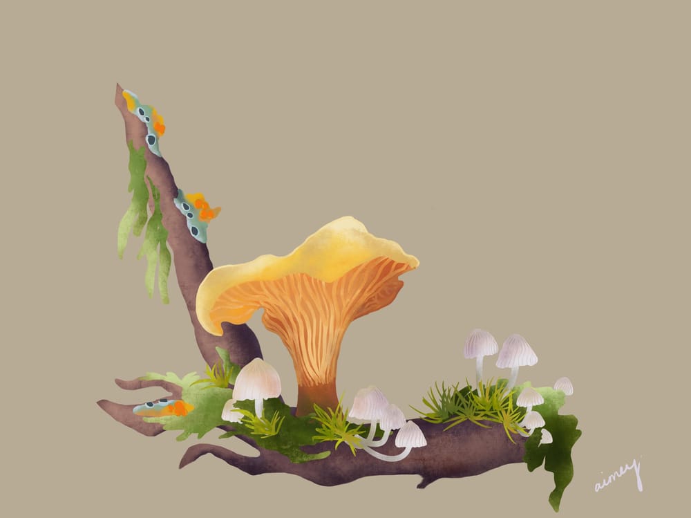 Fungi - image 2 - student project