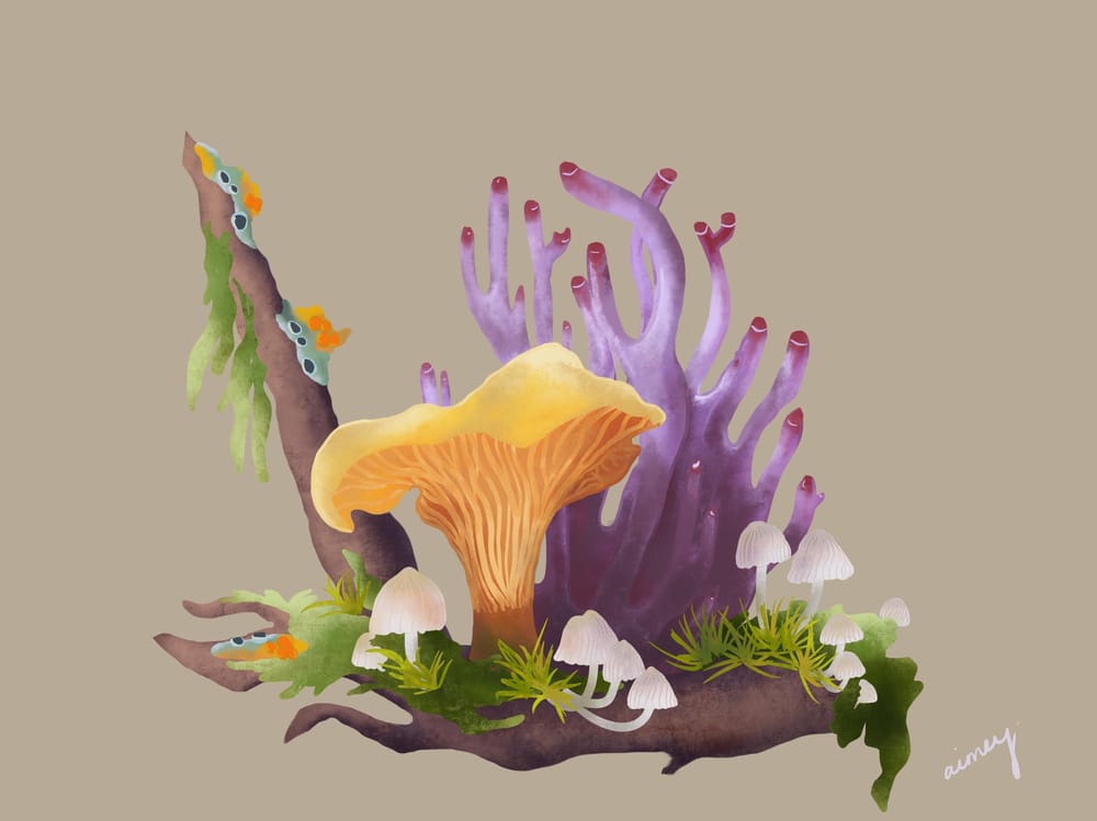 Fungi - image 1 - student project