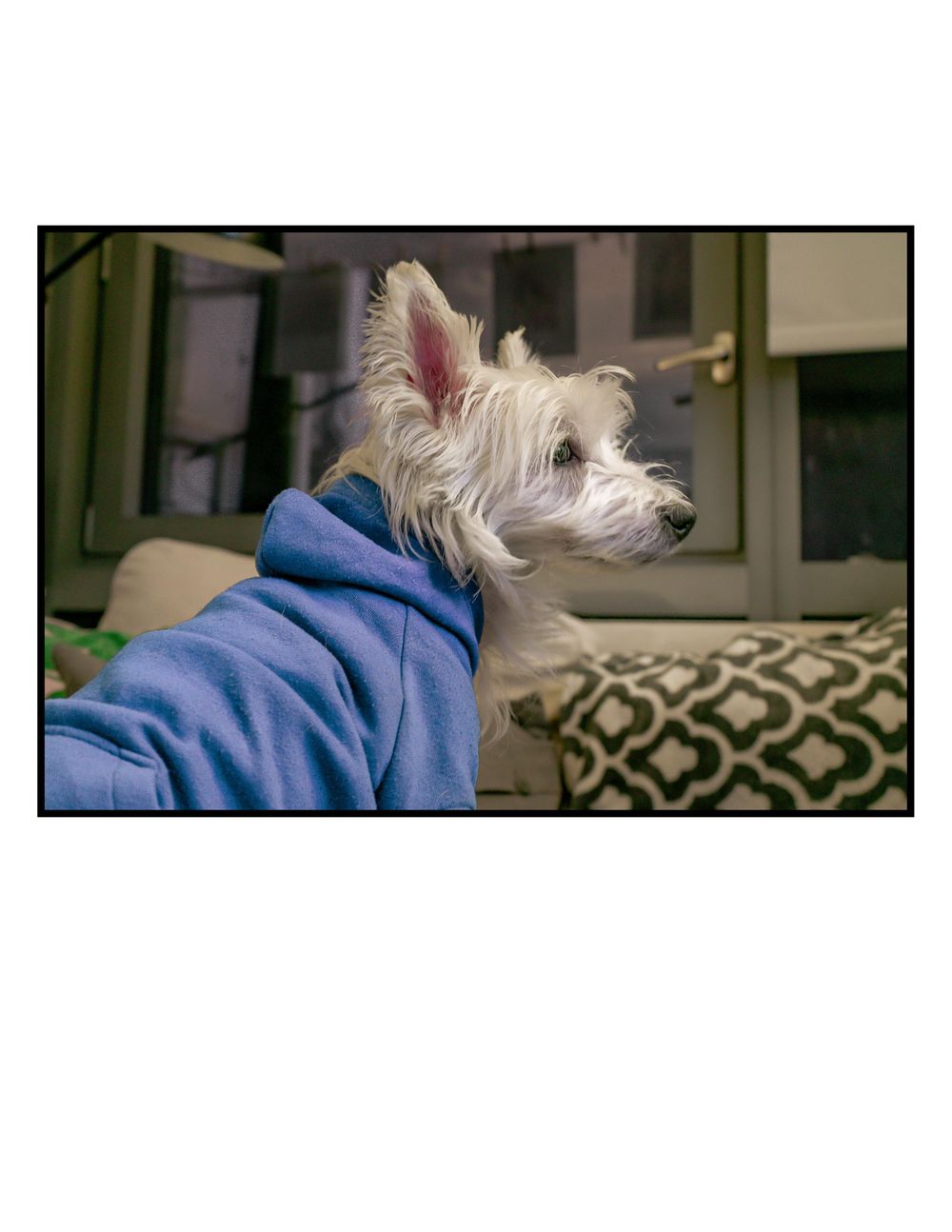 My dog Bastian, is really a grumpy old man. - image 2 - student project
