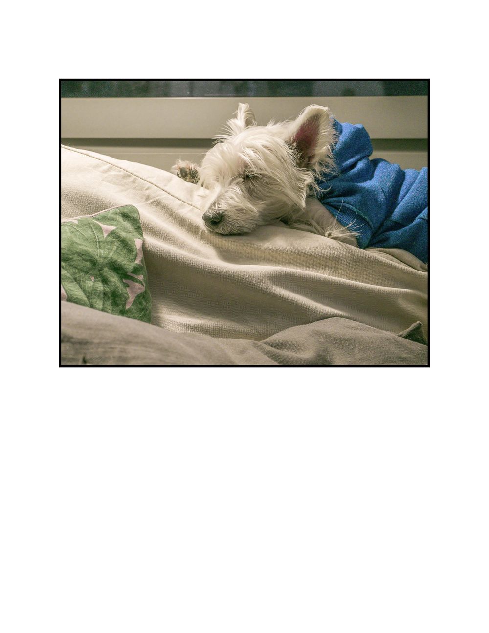 My dog Bastian, is really a grumpy old man. - image 3 - student project