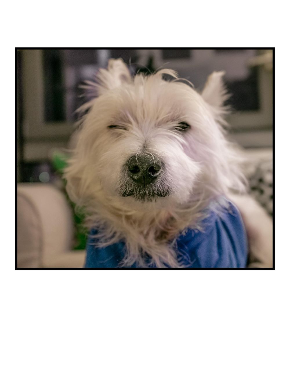 My dog Bastian, is really a grumpy old man. - image 1 - student project