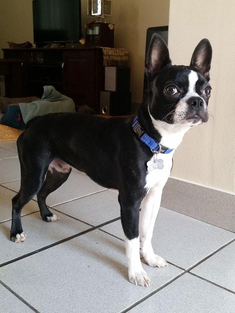 Toby Our Boston Terrier - image 1 - student project
