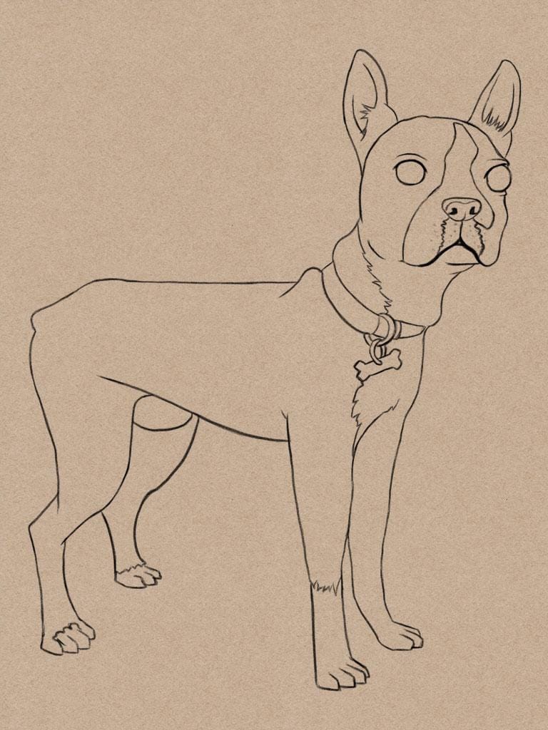 Toby Our Boston Terrier - image 4 - student project