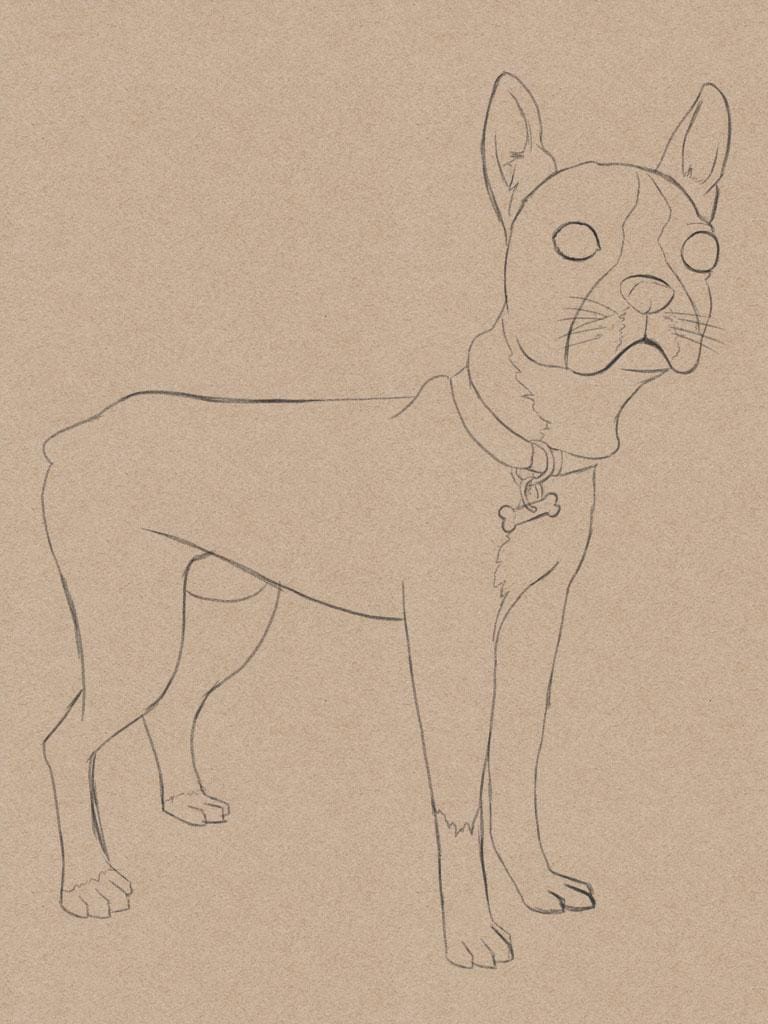Toby Our Boston Terrier - image 3 - student project