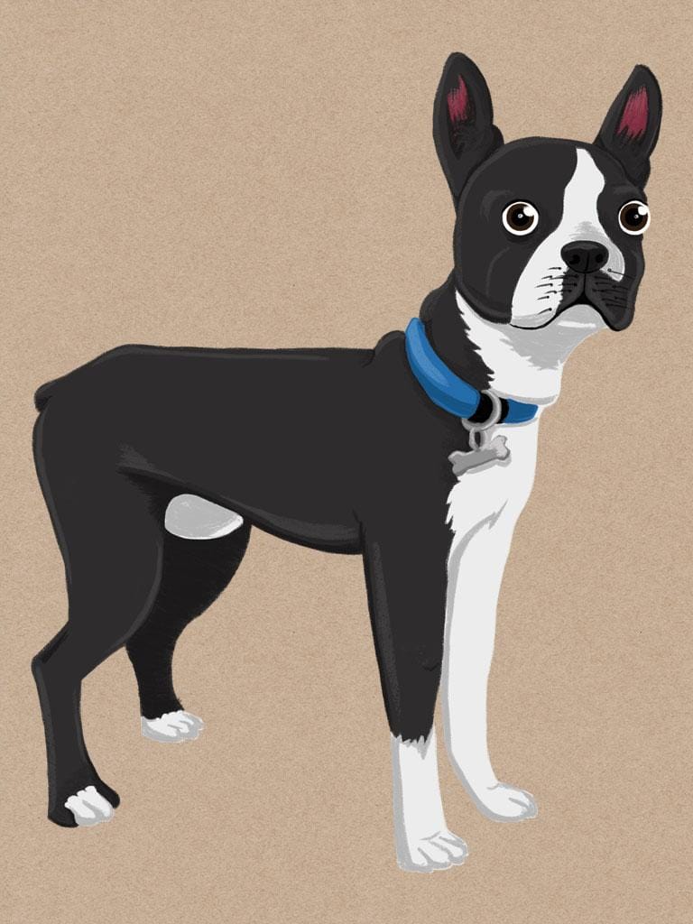 Toby Our Boston Terrier - image 5 - student project