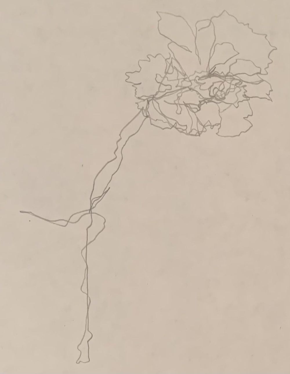 Blind Contour Carnation - image 1 - student project